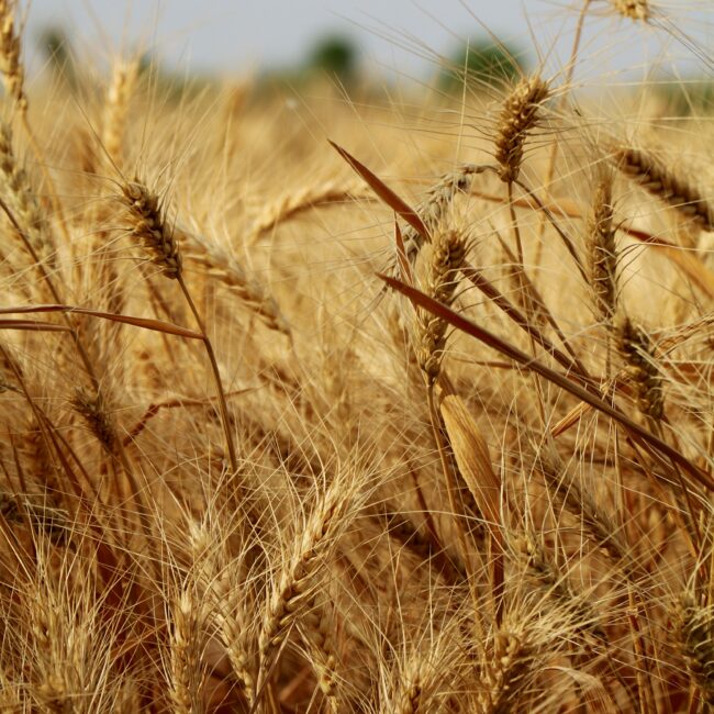 Kerstin_Chavent_Artikel-Zeit der Ernte